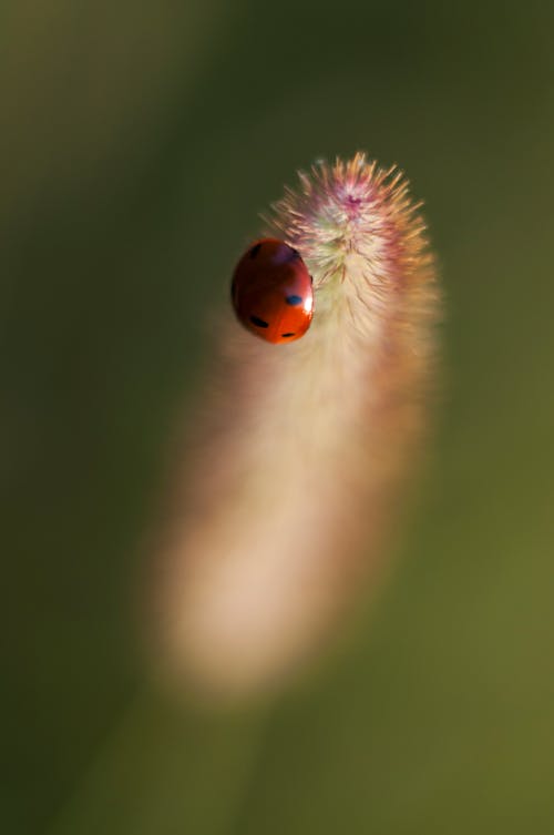 Close-Up Shot of a Ladybug Perched on a Flower