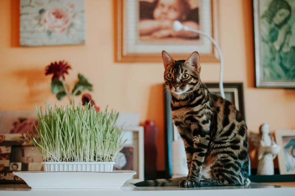 猫草