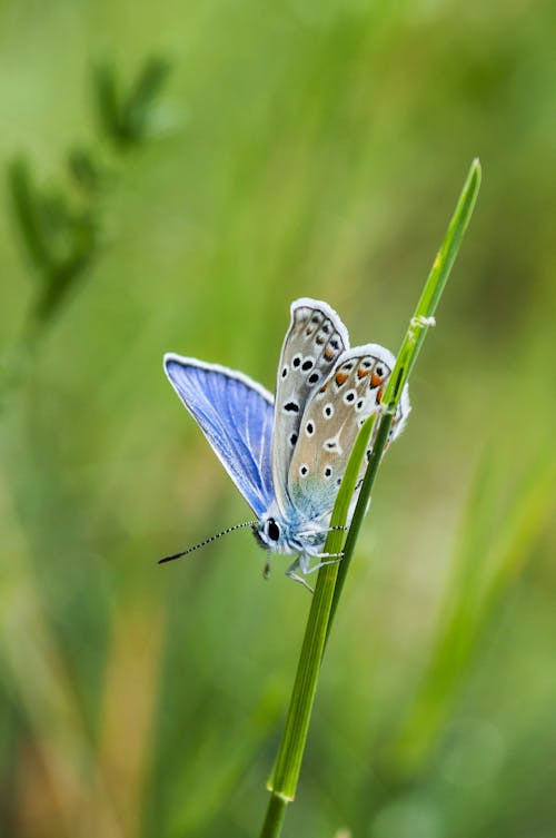 Close-Up Shot of a Butterfly Perched on the Grass