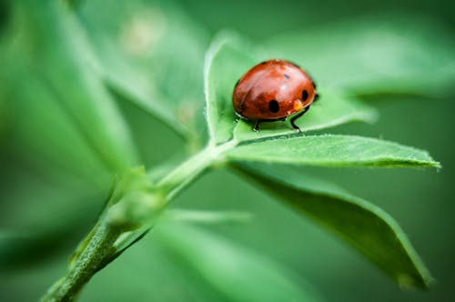 Close-Up Shot of a Ladybug Perched on a Leaf
