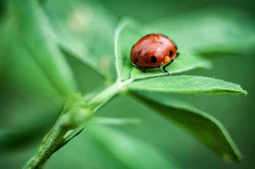 Free Detailed close-up of a ladybug perched on a green leaf with a blurred background. Stock Photo