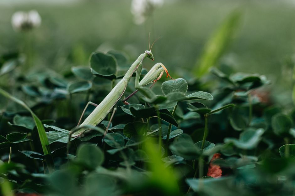 Macro shot of a praying mantis perched on lush green leaves, showcasing nature's beauty.