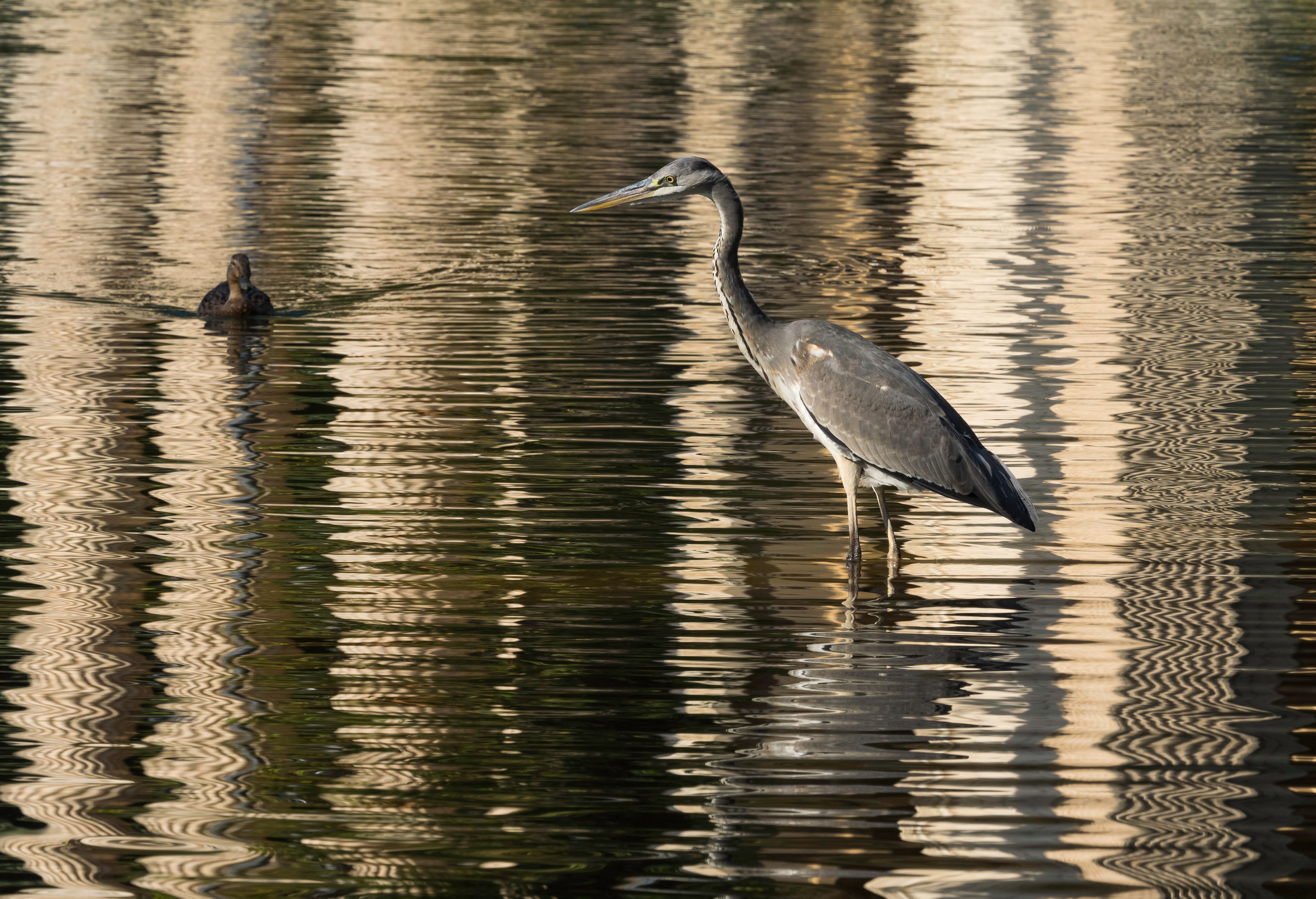 A heron wading in calm waters with reflections, showcasing serene nature.