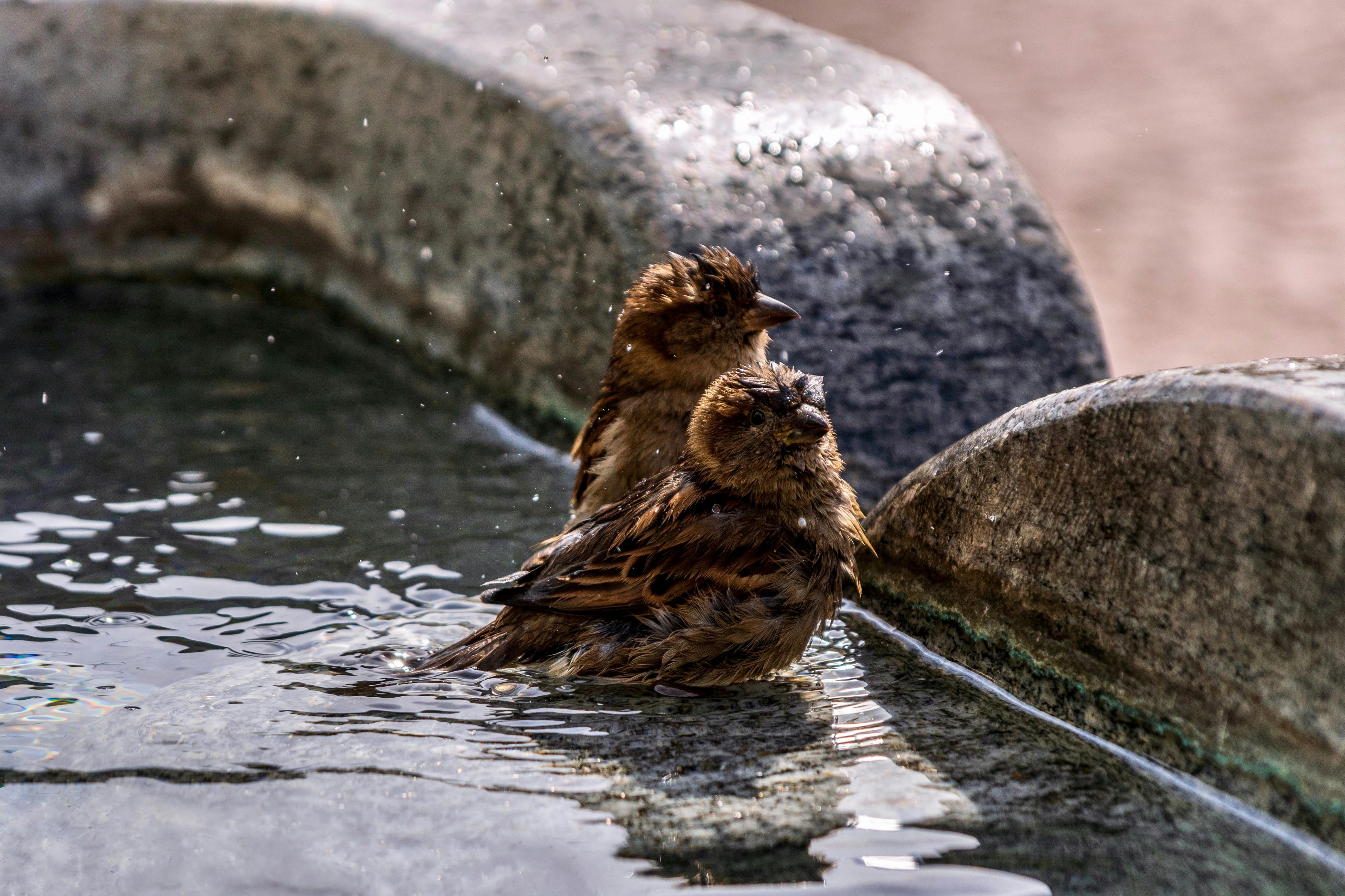 Two sparrows enjoying a refreshing bath in a shallow stone birdbath, capturing a serene moment in nature.