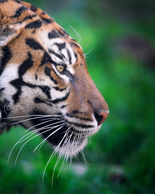 Close-Up Shot of a Tiger