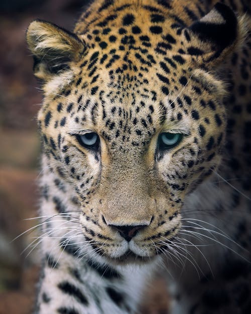 Close-Up Shot of a Leopard