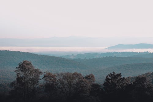 Scenic View of Trees on the Mountain