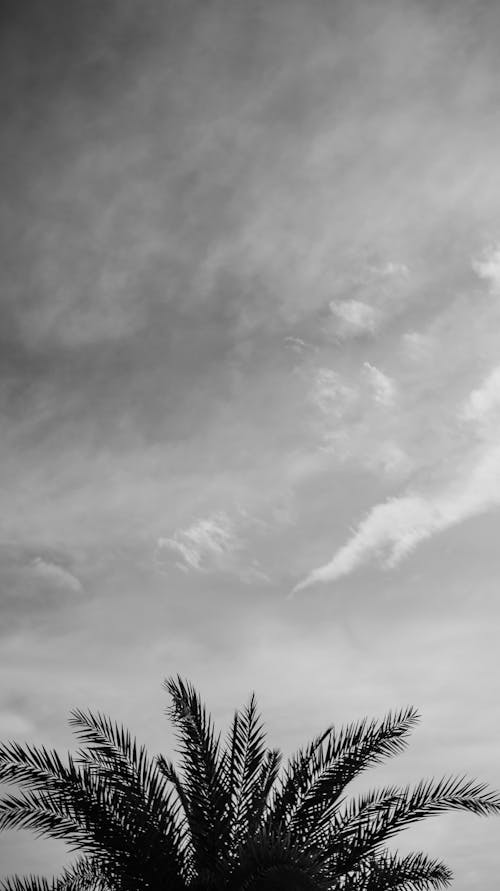 Black and white of top of tall palm tree growing in nature against cloudy sky in sunny day