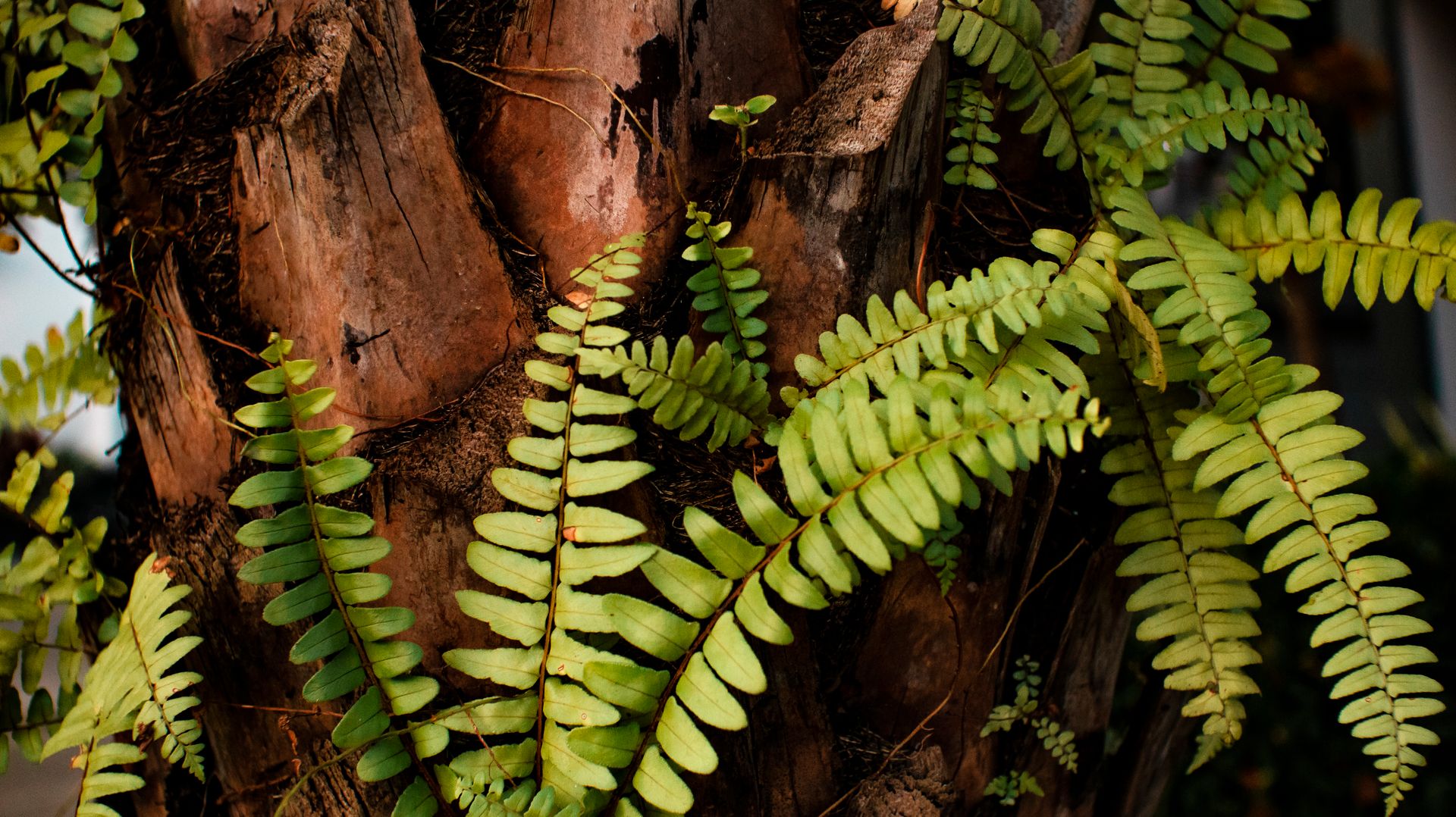 Branches of tropical Nephrolepis plant with green leaves growing in nature against dry tree in sunlight