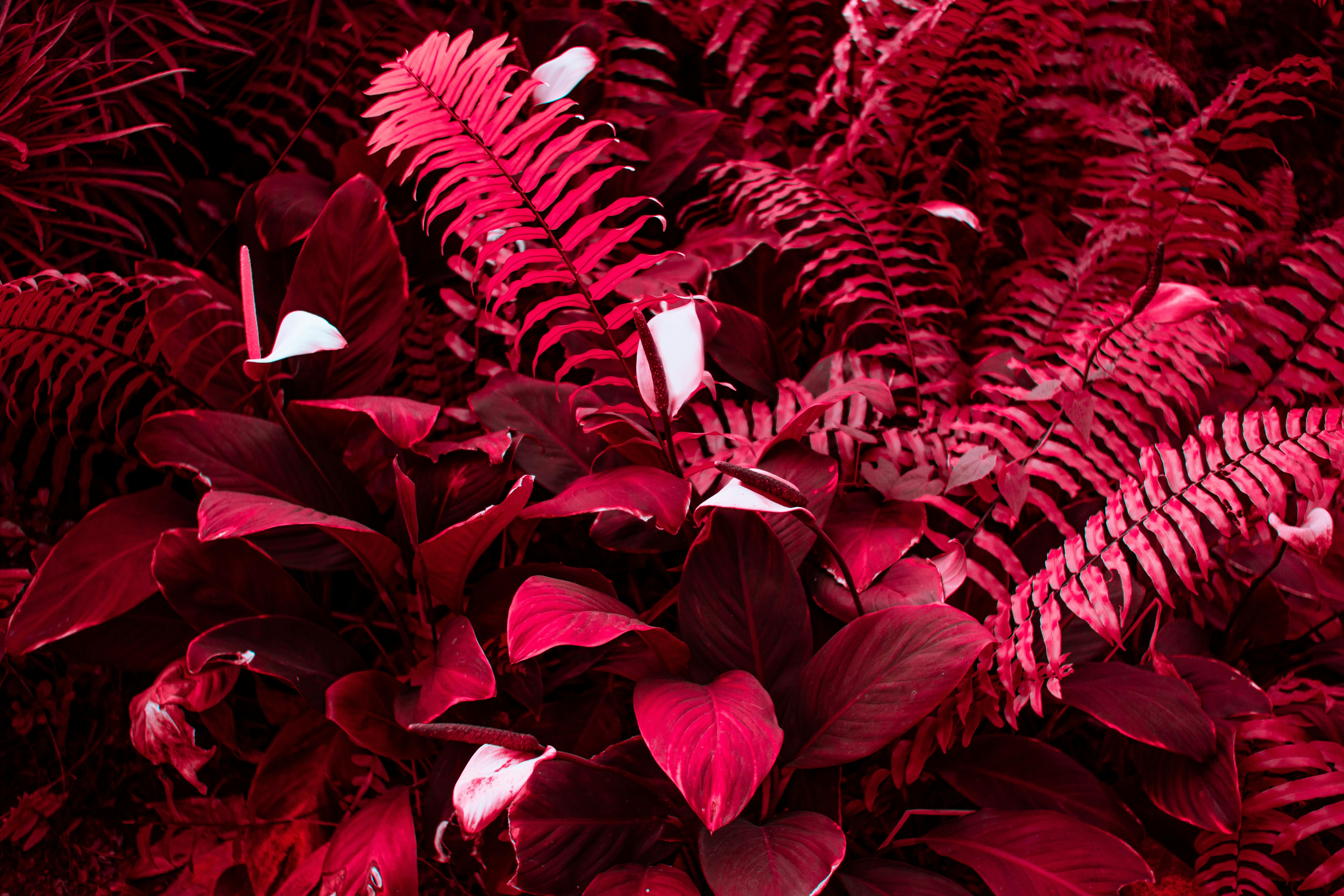 background of fern leaves in red color