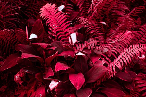 Background of fern leaves in red color