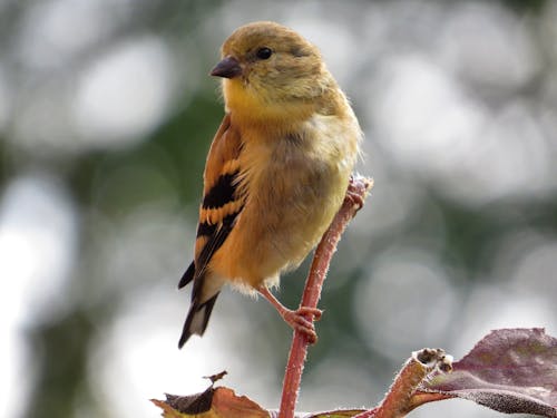 Free stock photo of american goldfinch, animal, animals