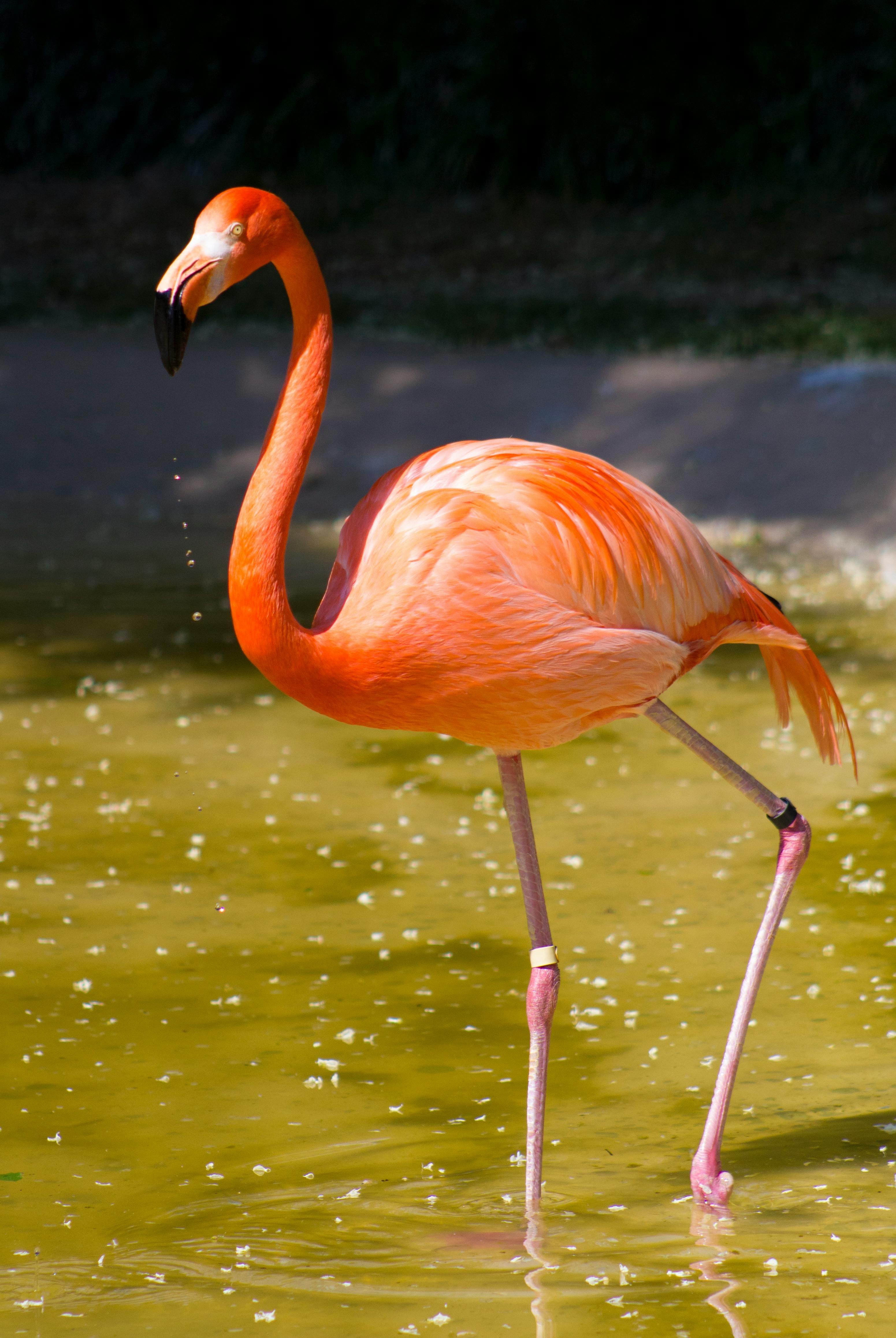 flamingo animal
