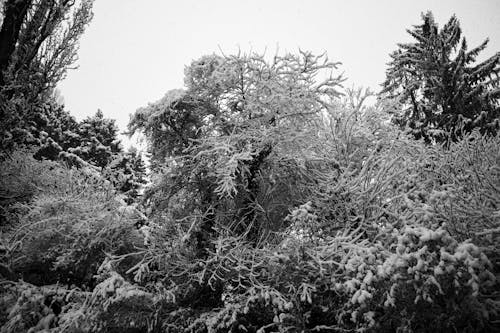 樹木的灰度攝影