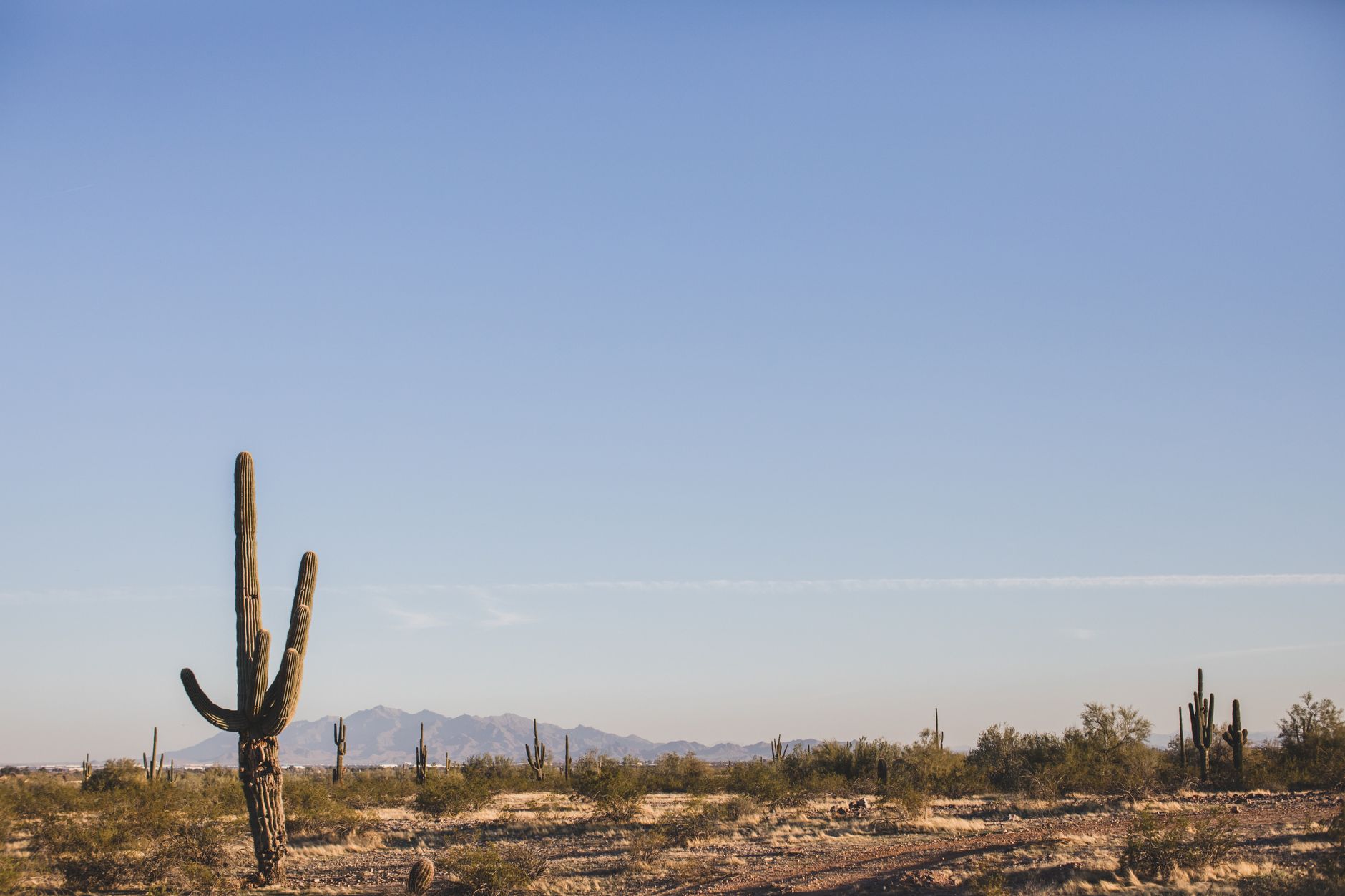 Expansive Arizona desert landscape featuring tall saguaro cacti under a clear blue sky.
