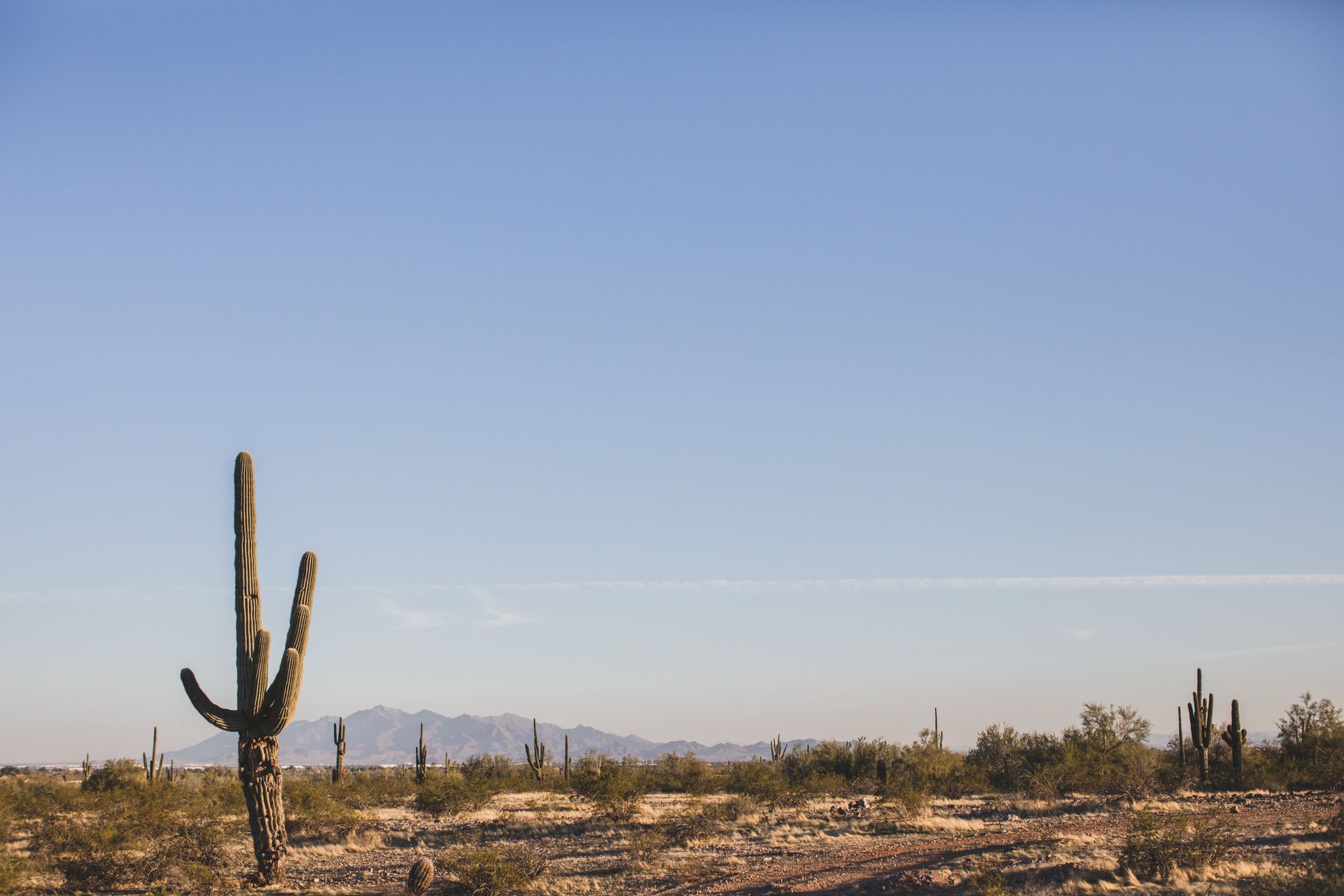Expansive Arizona desert landscape featuring tall saguaro cacti under a clear blue sky.