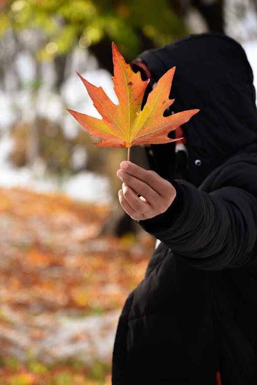 A Person Holding a Maple Leaf