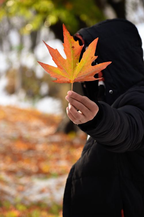 Free A person in a black coat holds a bright maple leaf during an autumn day outdoors. Stock Photo