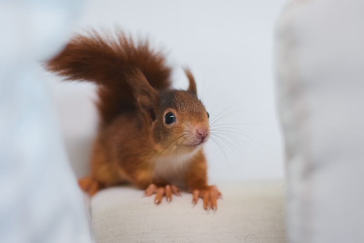 A Red Squirrel On White Textile