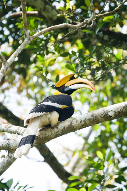 Free A Great Hornbill perched on a tree branch in a lush tropical forest. Stock Photo
