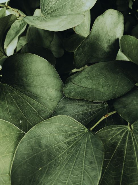 Close-up of vibrant green leaves showcasing detailed texture and patterns.