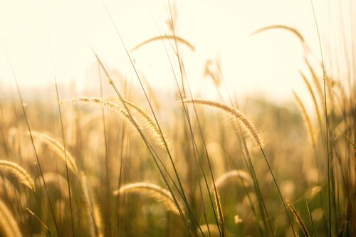 Free Close-up of golden wheat in a field at sunrise, capturing the essence of nature and growth. Stock Photo