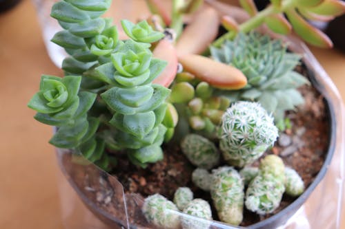 Free stock photo of cactus, flower pot, nature