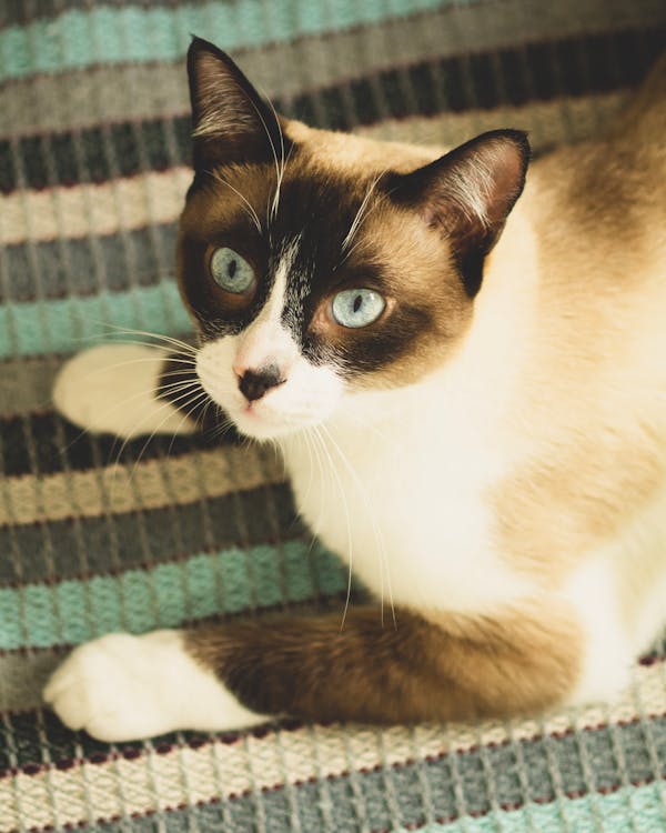 A Siamese Cat over a Carpet
