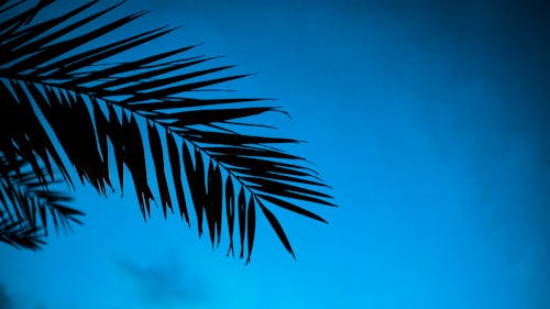 From below of branches of tropical palm growing in nature against cloudless blue sky