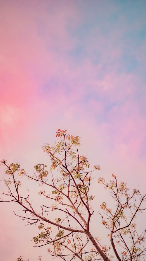 Blooming tree against colorful sky in daylight