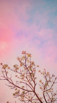 From below of tall blooming tree against bright colorful cloudy sky at sundown