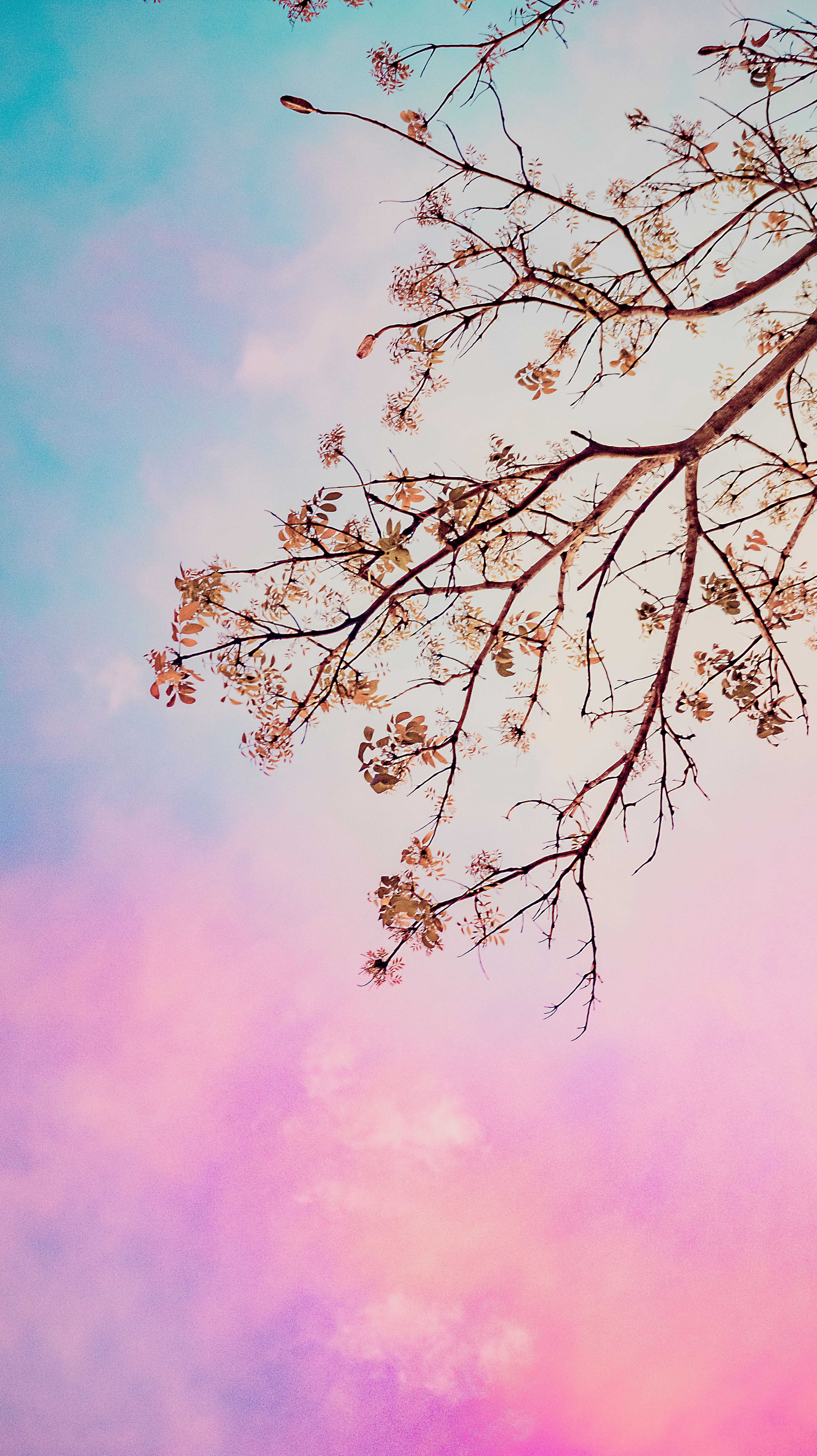 Low angle of tall blooming tree against bright multicolored cloudy sky at sunset
