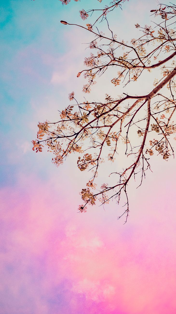 Low angle of tall blooming tree against bright multicolored cloudy sky at sunset