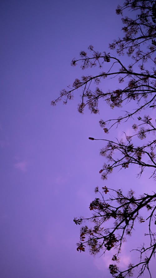 Photos gratuites de angle faible, arbre, atmosphère