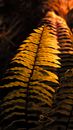 Branches of tropical Nephrolepis plat growing in nature and illuminated by warm sunlight