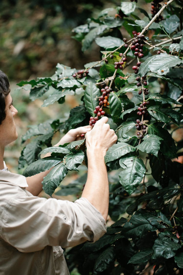 Crop Man Picking Coffee Berries Growing In Verdant Garden