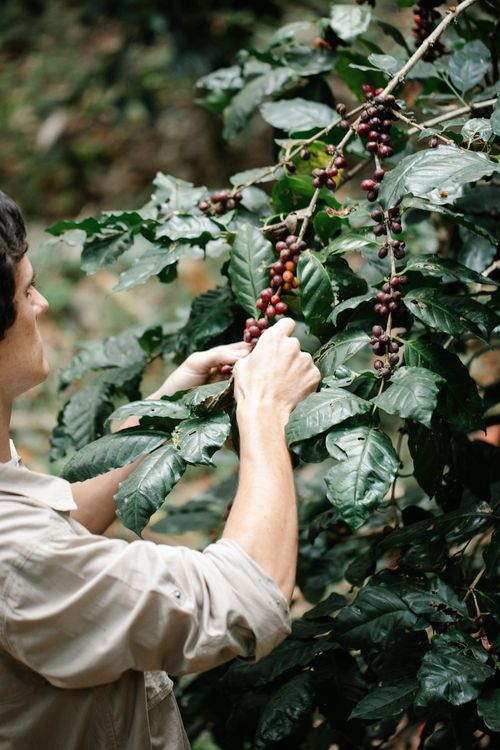 Free Crop focused male planter in casual wear picking ripe coffee cherries growing on tree on lush plantation Stock Photo