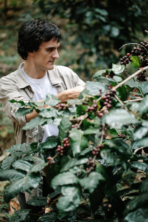 Content adult male planter wearing casual clothes collecting ripe coffee cherries growing on lush tree in verdant garden