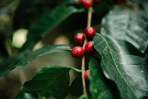 Red coffee berries growing on tree branch