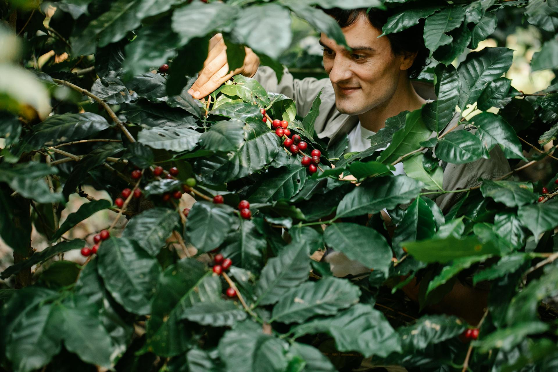 Smiling man picking ripe coffee cherries on a lush plantation.