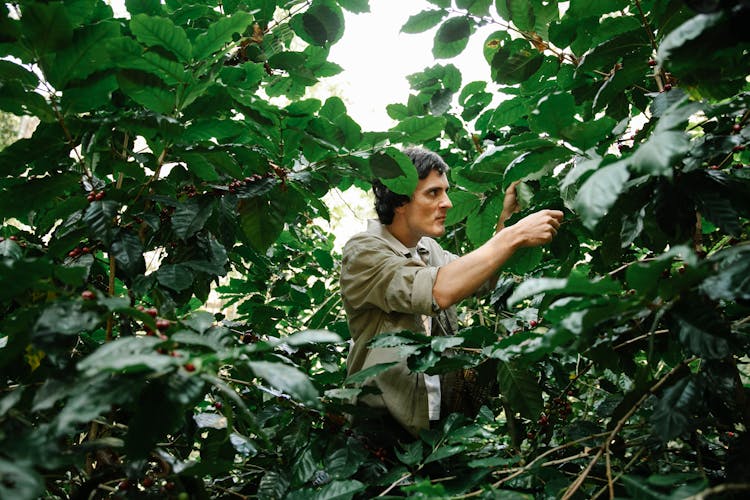 Serious Male Planter Picking Coffee Berries On Tree In Garden