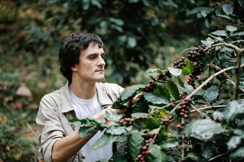 Free Unemotional adult male wearing casual clothes observing cherries growing on lush verdant coffee tree in plantation Stock Photo