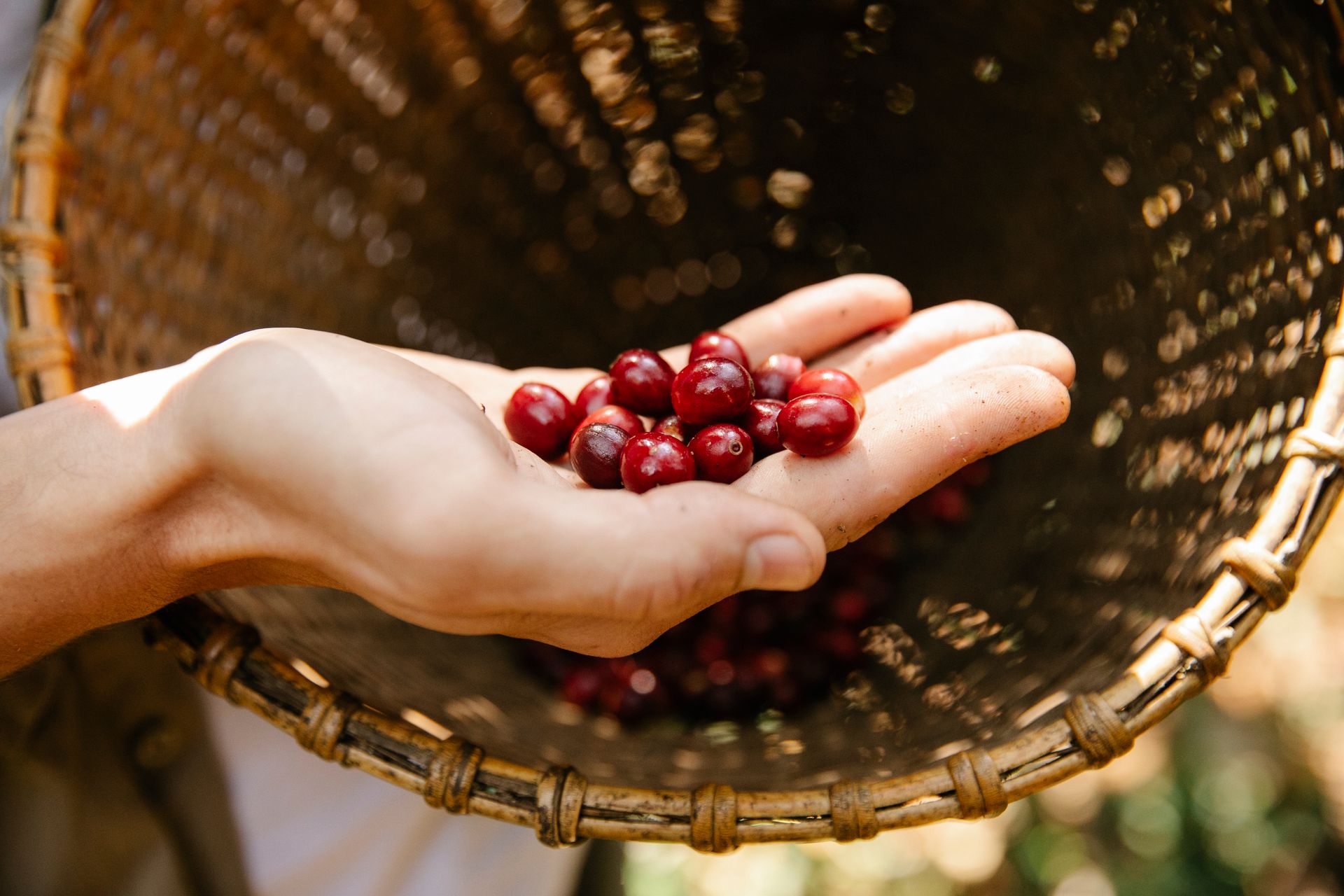 From above crop anonymous male demonstrating red fragrant coffee cherries above wicker basket while harvesting season in sunny plantation