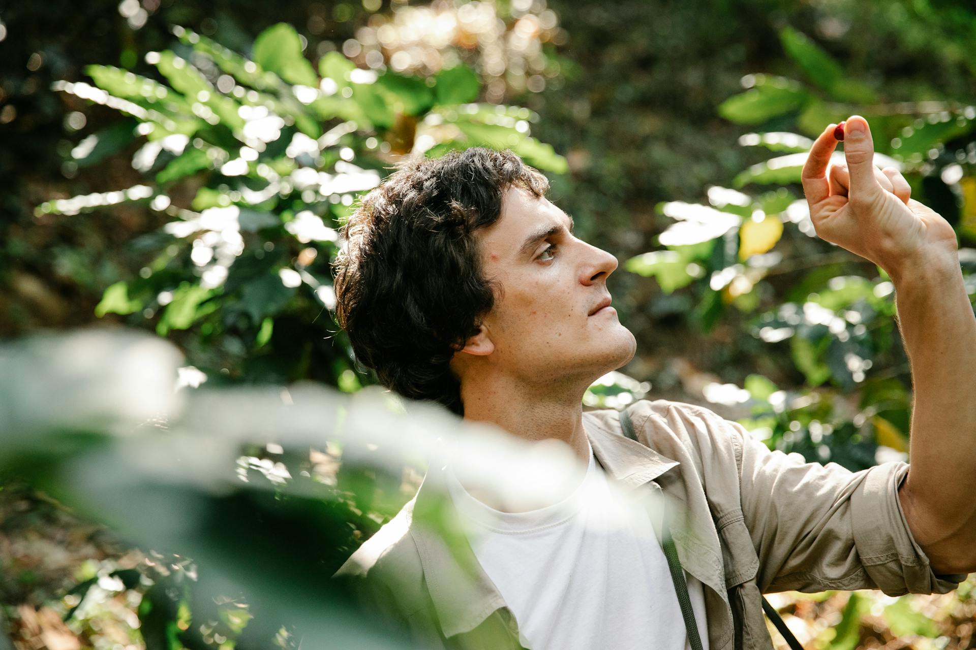 A man attentively inspects a coffee plant on a sunny day in a verdant outdoor farm setting.