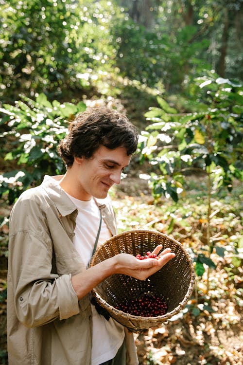 Content male farmer wearing casual outfit looking at fragrant coffee cherries in hand while standing with wicker basket in lush sunny garden