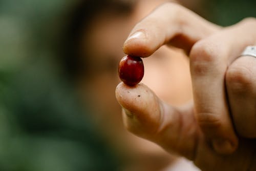 Crop faceless gardener showing ripe coffee berry