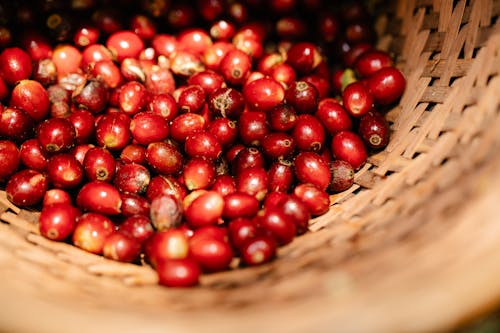 Free High angle raw fragrant coffee cherries heaped in wicker basket in sunny garden Stock Photo