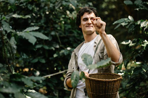 Content gardener with basket looking at coffee berry