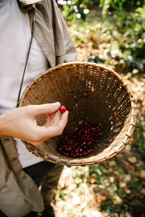 Free High angle crop anonymous male planter demonstrating red raw coffee cherry above wicker basket while standing in verdant sunny garden Stock Photo