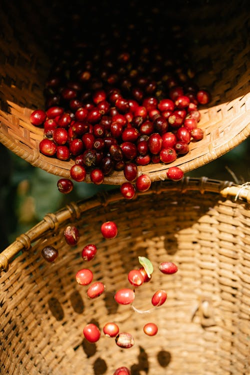 Free Ripe raw coffee cherries falling into wicker basket in sunny plantation during harvesting season Stock Photo